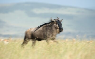 Calving Season Front-Row Seat: Experience the Southern Serengeti from Intimate Camp Zebra!