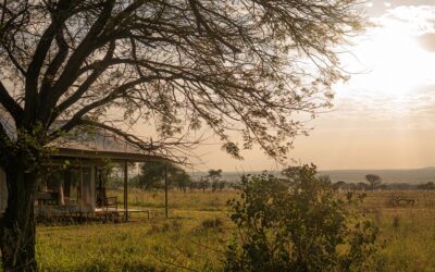 Exclusive Serengeti Gem.