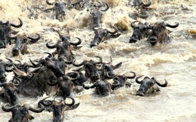 Exciting Mara River Crossings!