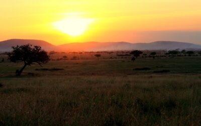 Now even easier to include Intimate Camps in your Serengeti itineraries!